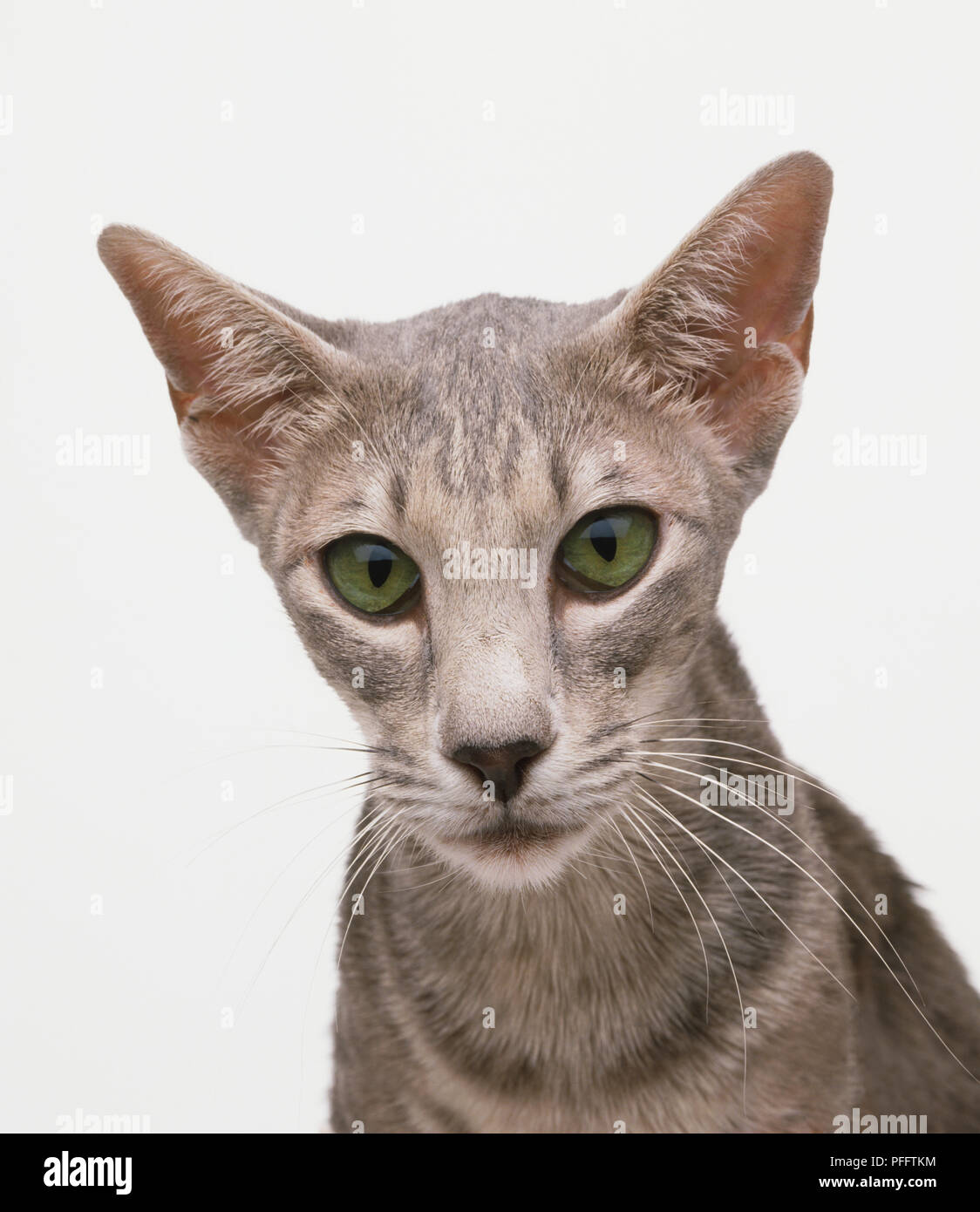 Faccia di colore grigio-rivestito, green-eyed Oriental Shorthair Cat (felis catus) Foto Stock