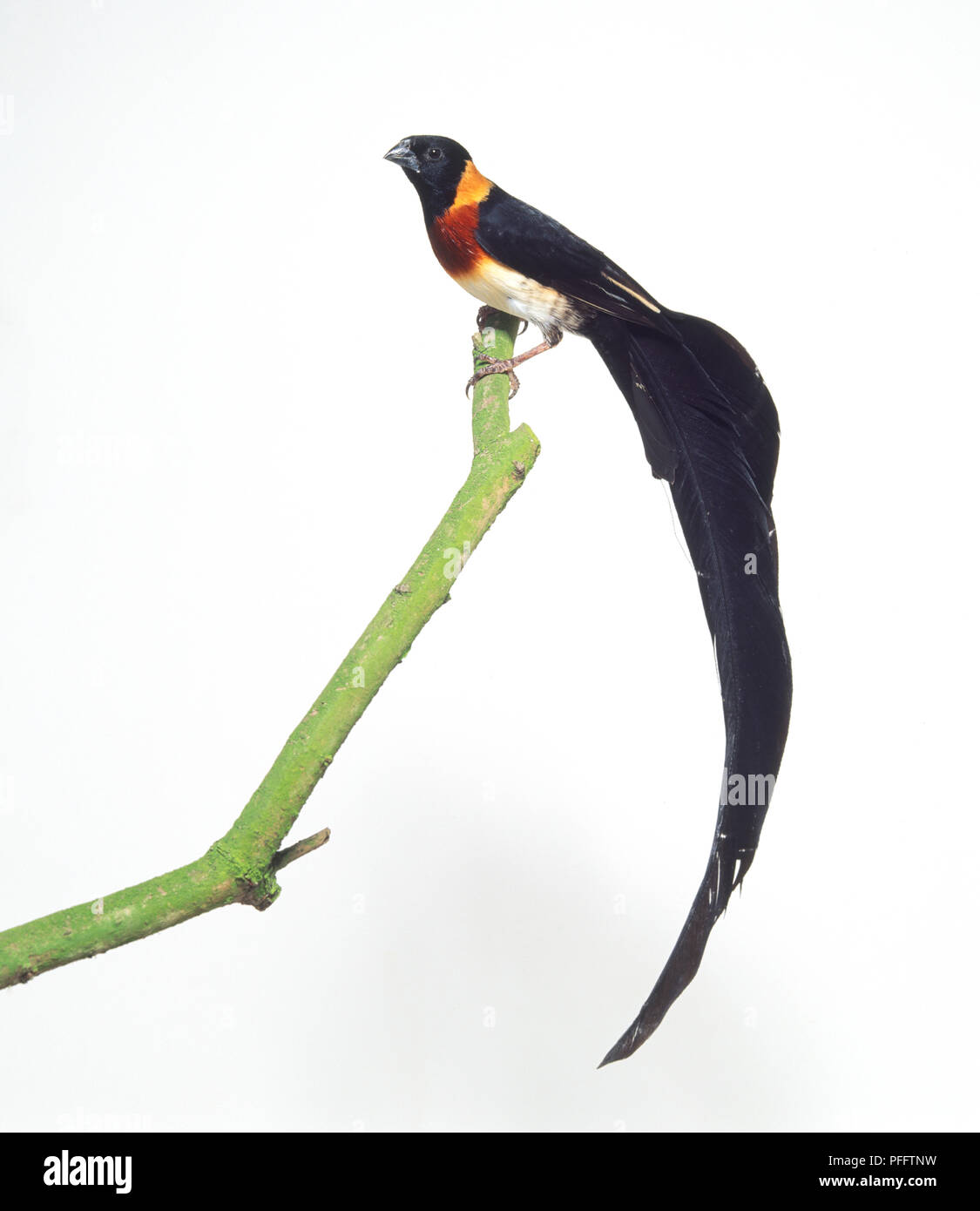 Vedova orientale del paradiso Finch appollaiate su un ramo, vista laterale Foto Stock