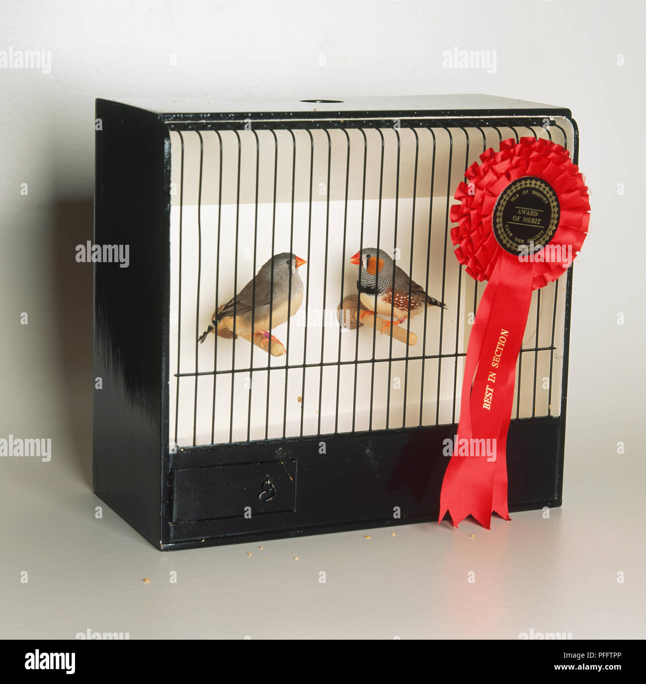 Due Zebra Finches (Taeniopygia guttata) in una gabbia con una coccarda appuntata a barre, vista laterale Foto Stock