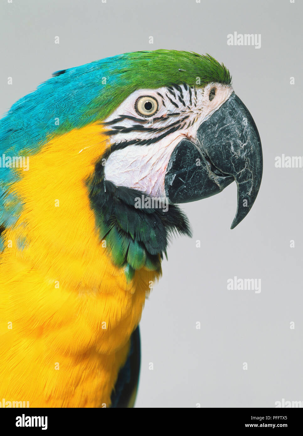 Testa di blu e giallo Macaw (Ara ararauna), vicino, vista laterale Foto Stock