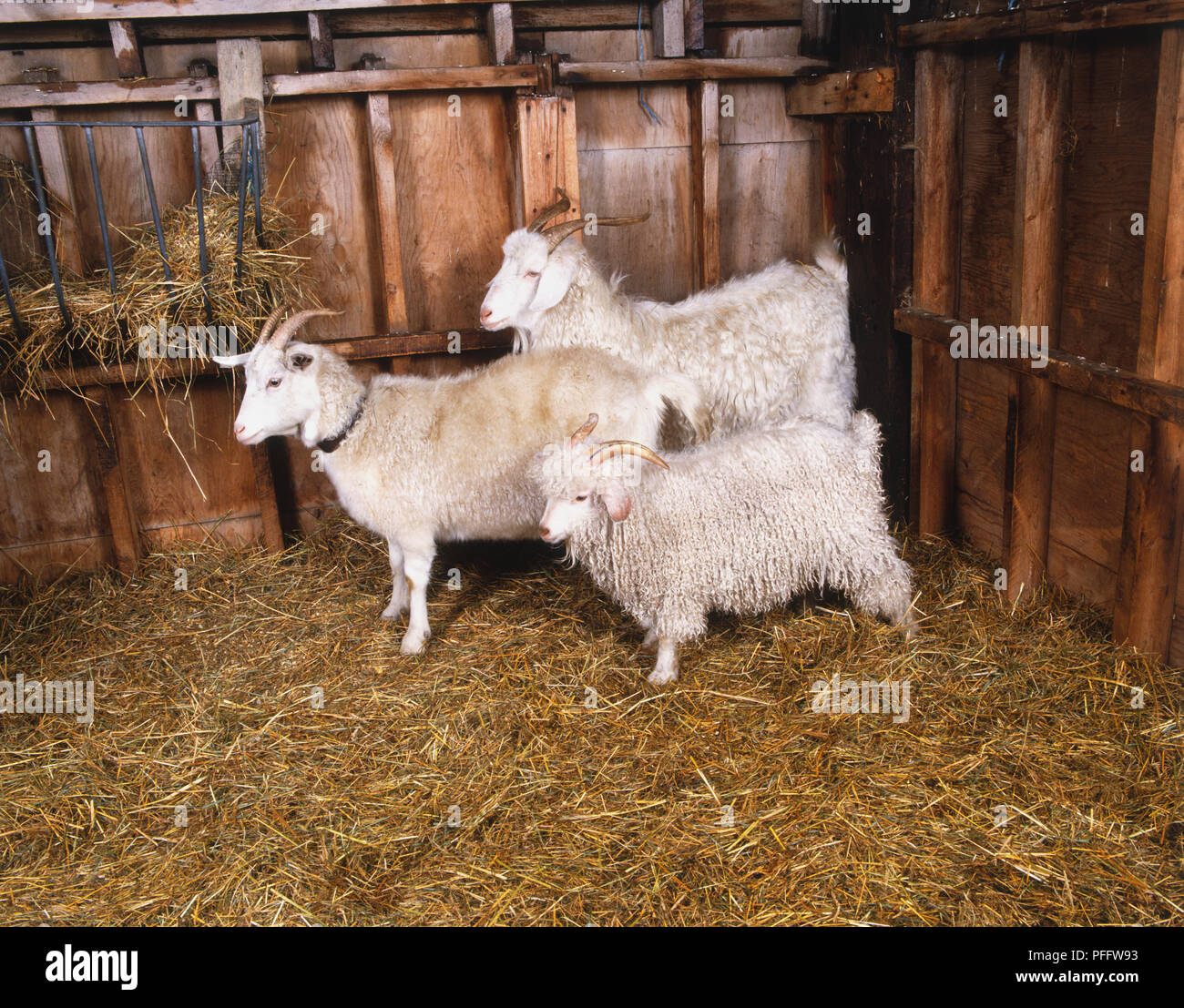 Caprone, capra e capretto Foto Stock