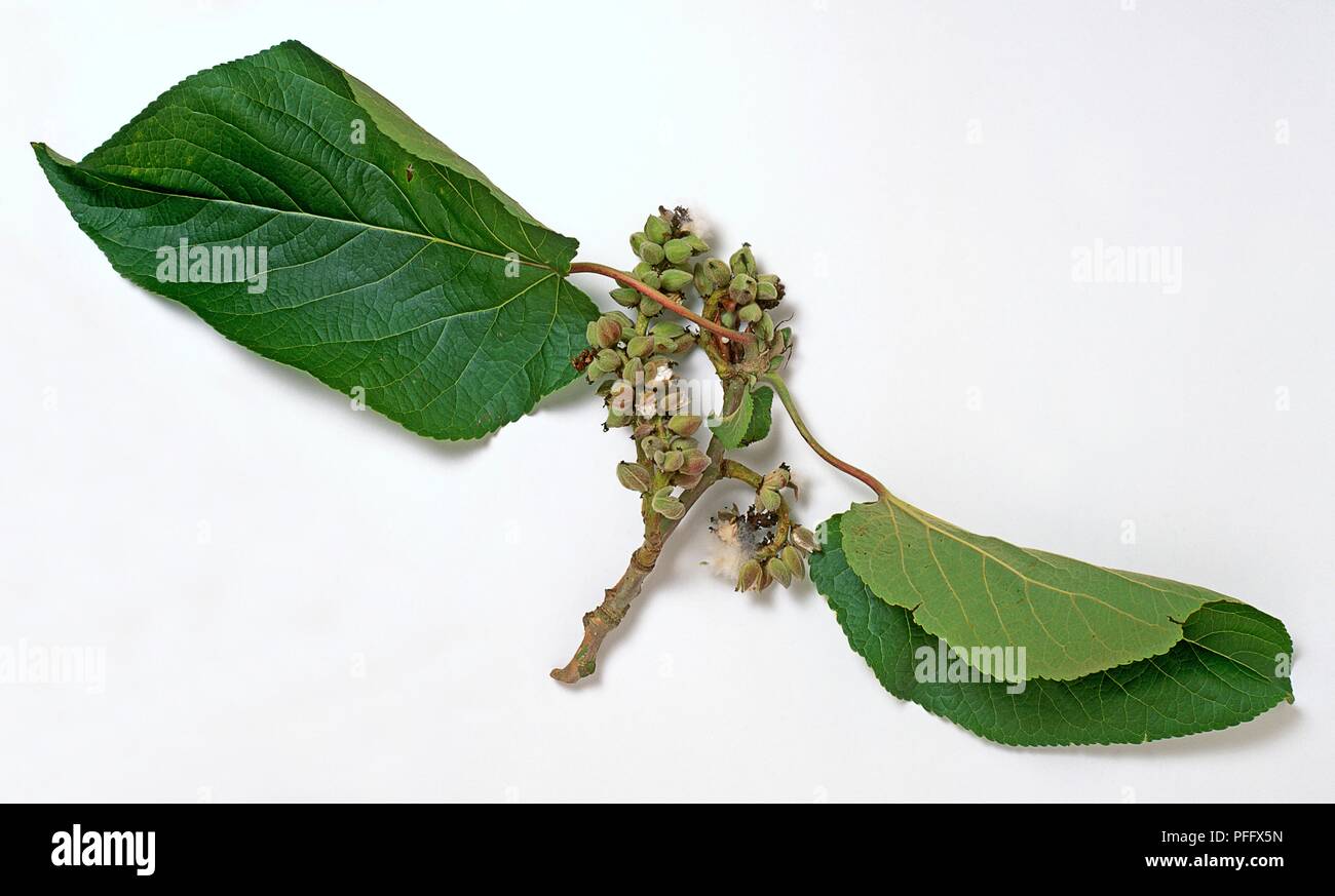Populus lasiocarpa (Cinese collana pioppo), stelo con foglie e frutti Foto Stock