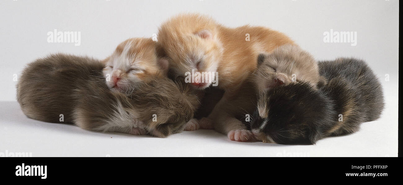 Cinque zenzero neonato tabby gattini raggomitolati insieme, dormendo Foto Stock