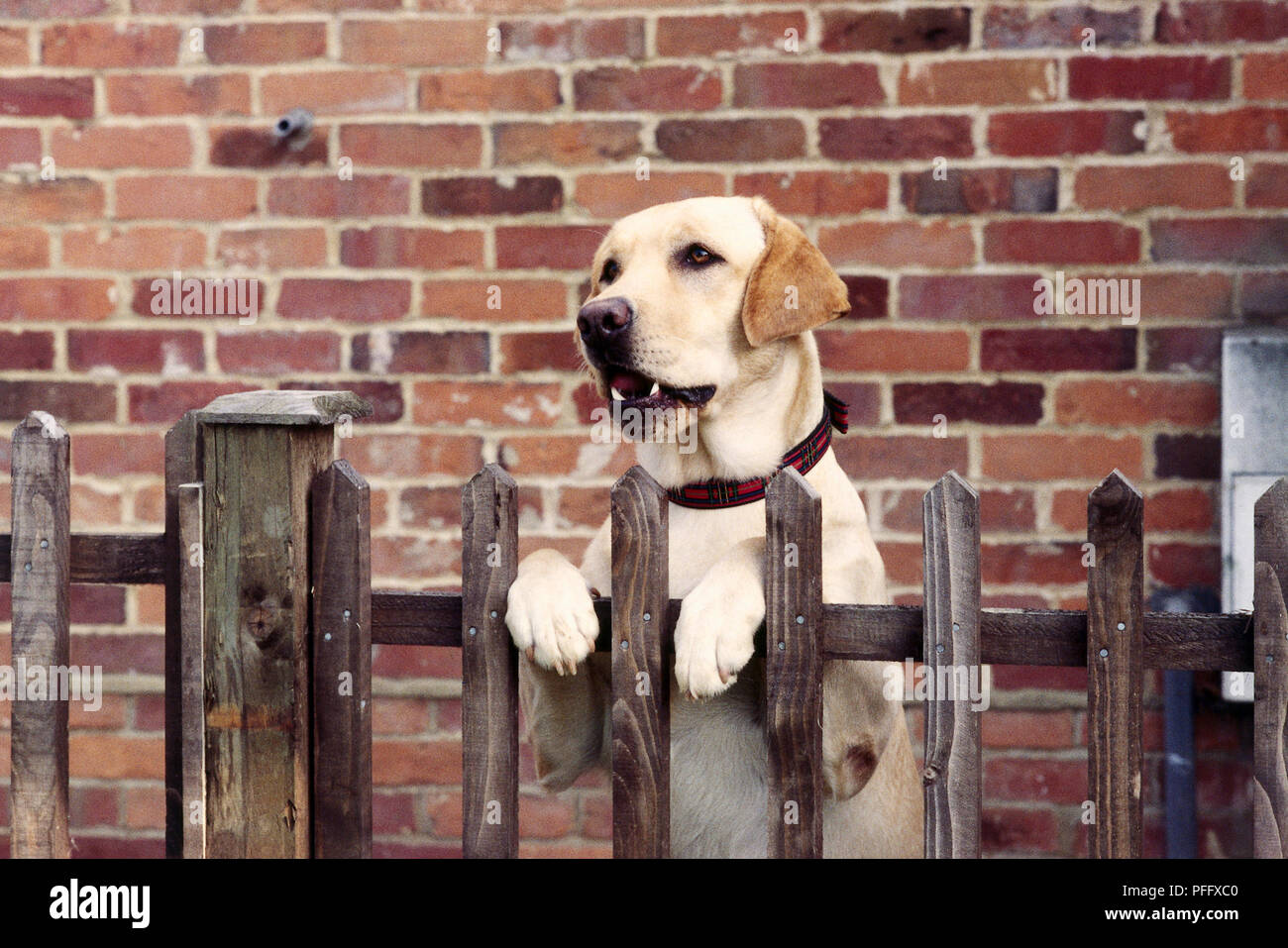 Testa di Labrador Retriever (canis familiaris) permanente sulla sua sulle zampe posteriori e appoggiate su una tavola di legno Picket Fence, vista frontale Foto Stock