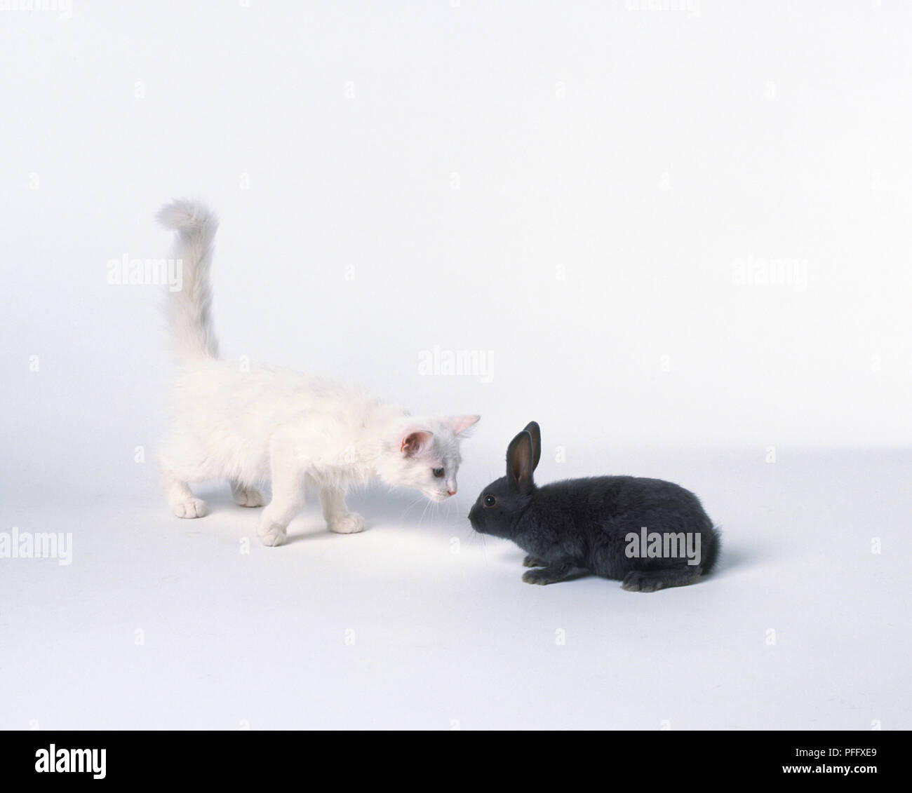 Gattino bianco faccia a faccia con un giovane coniglio nero Foto Stock