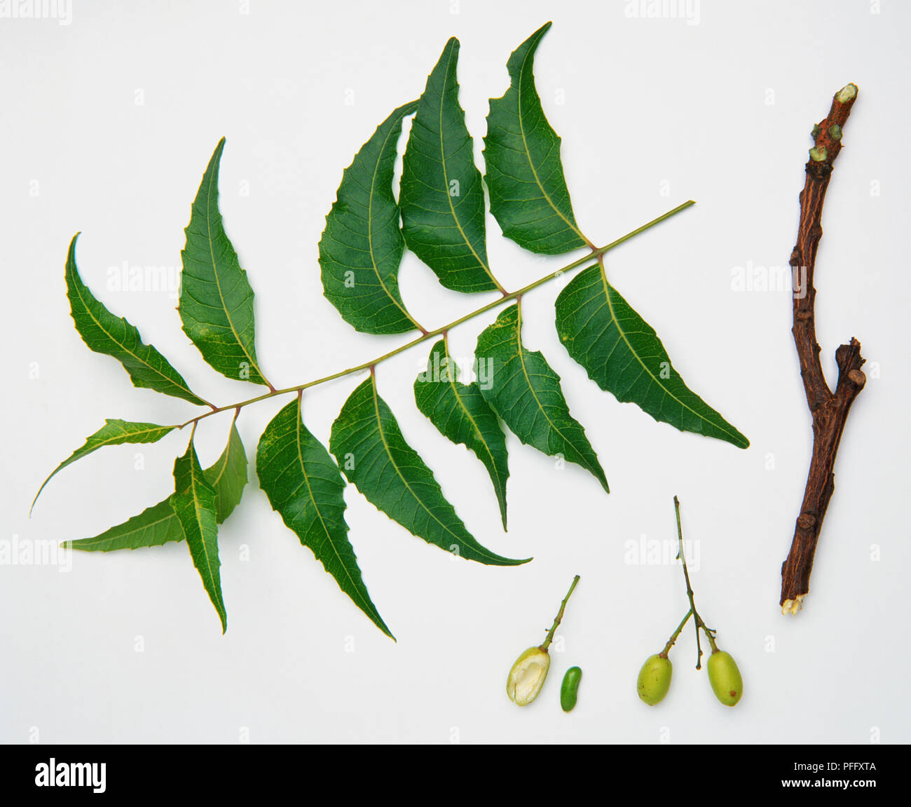 Melia azadirachta, foglie, corteccia e frutti da albero di Neem. Foto Stock