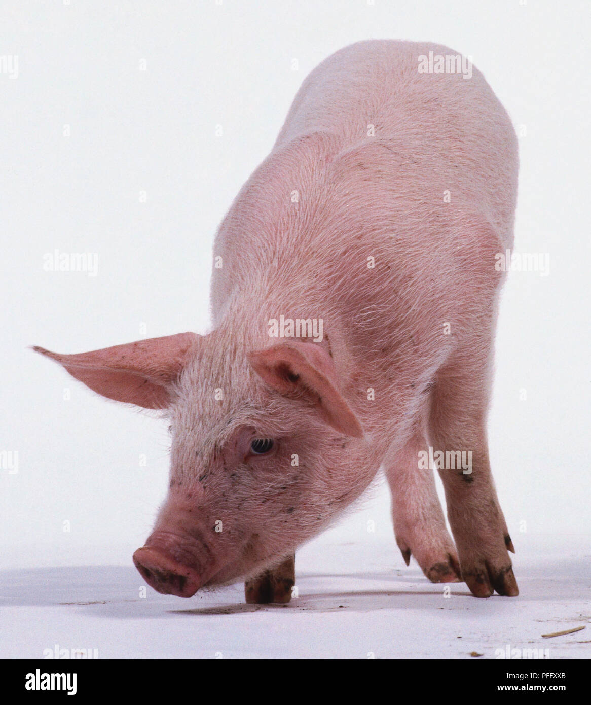 Maialino, specie famiglia, di età compresa tra 6 settimane e la pelle di colore rosa con macchie nere e capelli bianchi, muso lungo, grandi orecchie, quattro-toed, in piedi, lo sniffing terra, vista frontale. Foto Stock