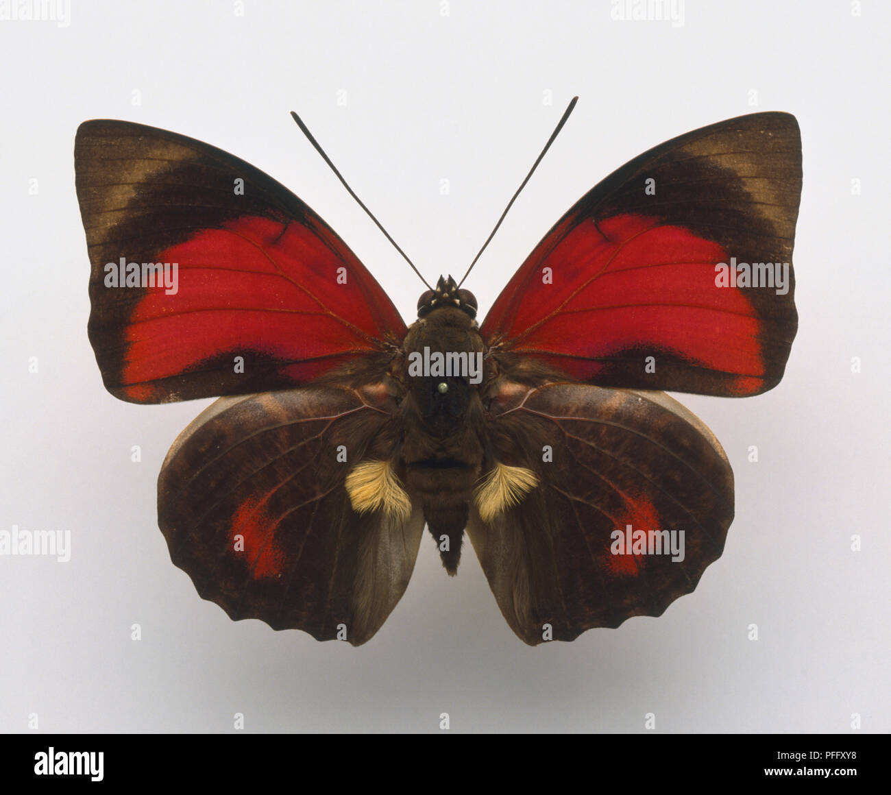 Campione, caratteristiche esterne di una farfalla, Schulze's Agrias, Agrias claudia, rosso e nero. Foto Stock