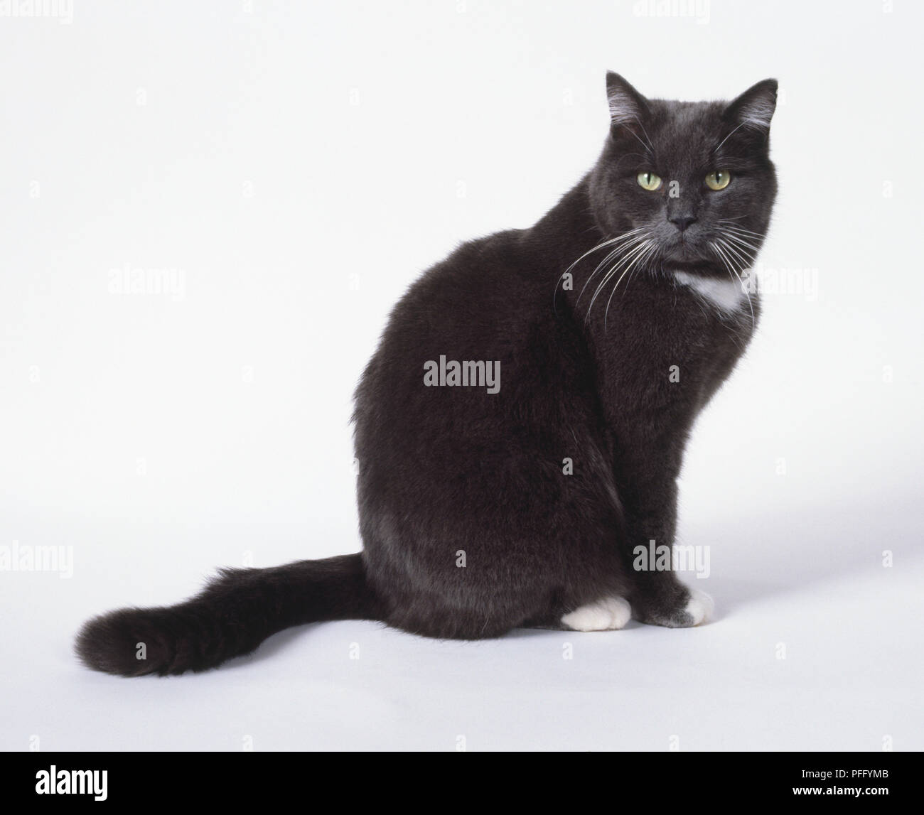 Blu e bianco non-pedigree gatto con gli occhi di colore verdastro e grandi zampe, seduti, vista laterale. Foto Stock