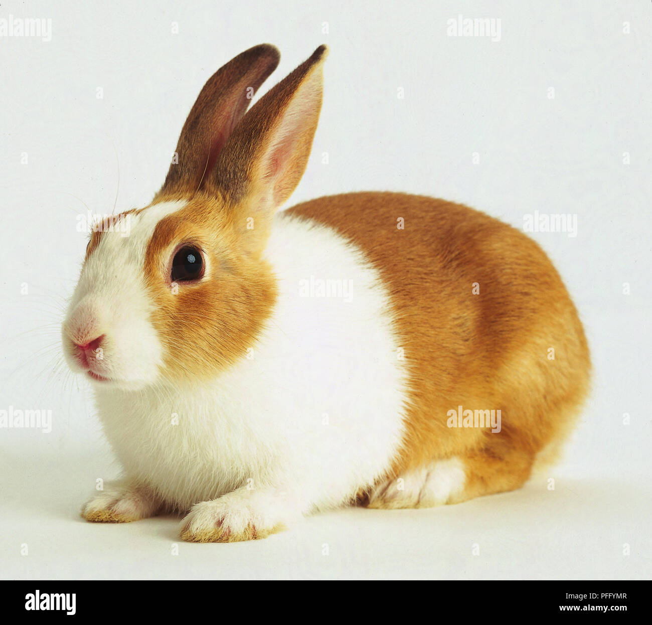 Un marrone e bianco coniglio. Foto Stock