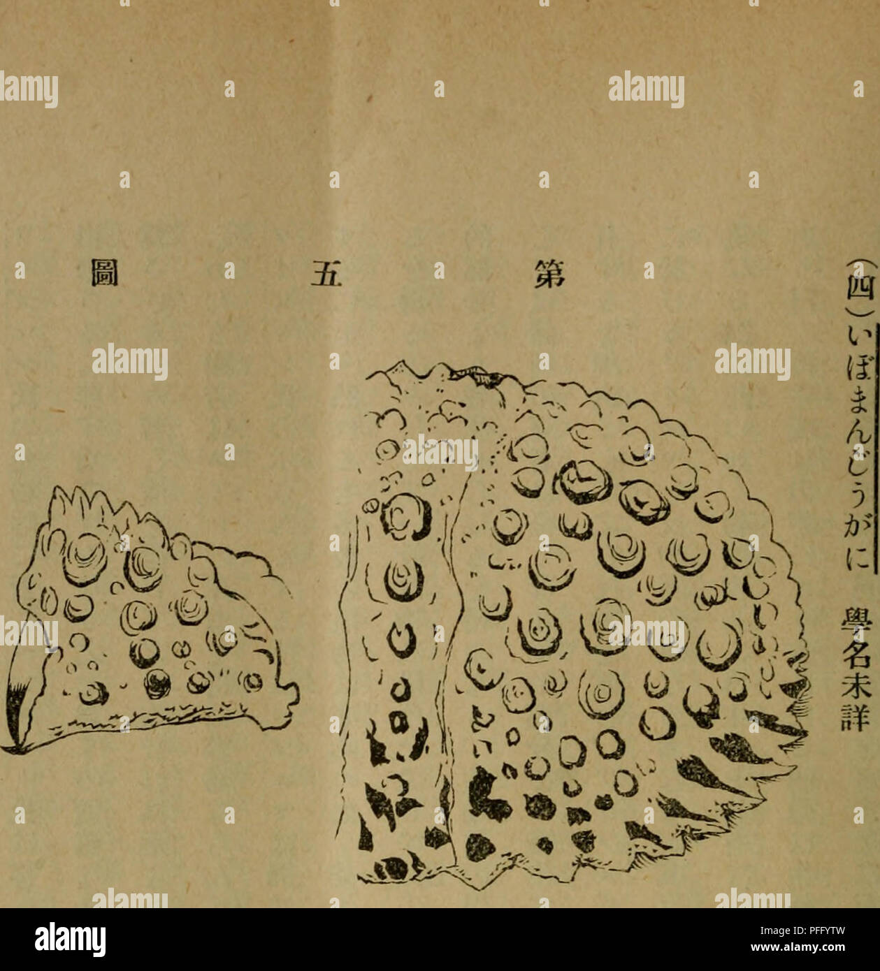 Questa rivista di zoologia contiene articoli di ricerca e studi relativi a varie specie animali e alle loro caratteristiche. Comprende studi sulla tassonomia, sul comportamento animale e nuovi risultati nelle scienze zoologiche. Foto Stock