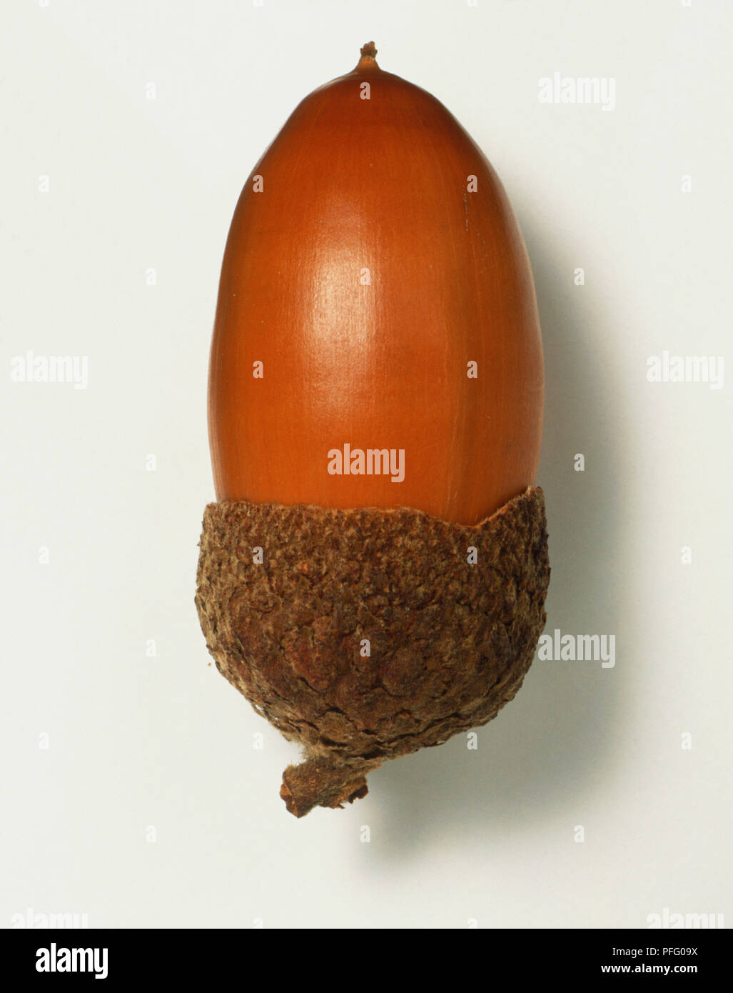 Quercus macranthera, Rovere caucasica acorn. Foto Stock