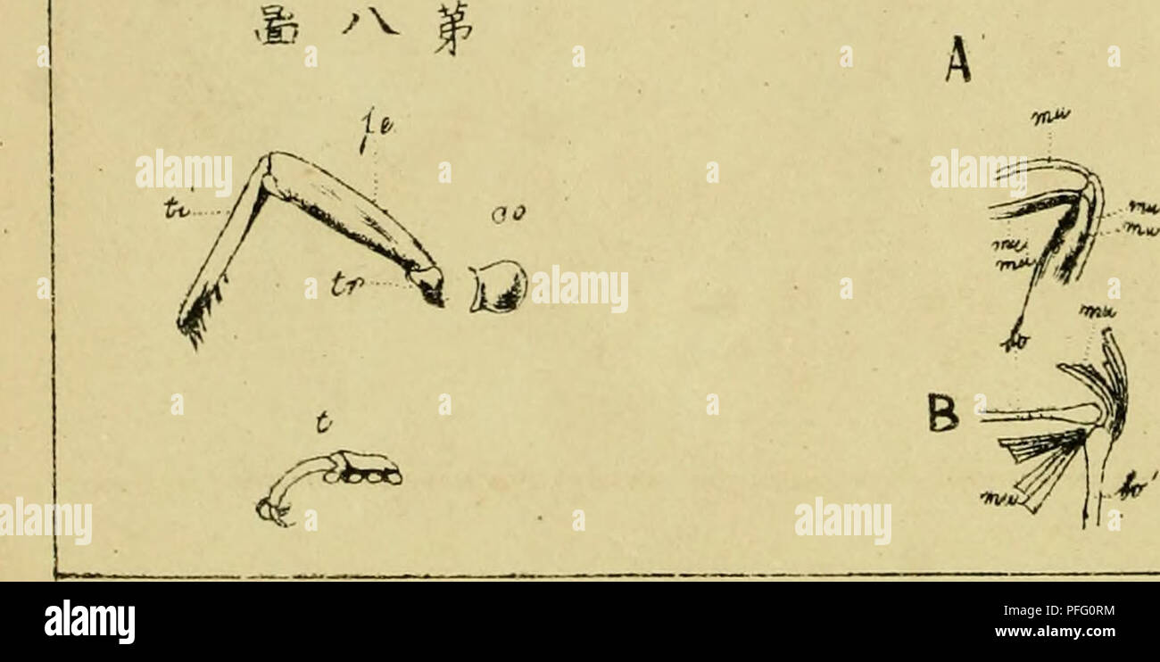 Questo articolo è tratto dalla rivista giapponese di zoologia, che discute vari aspetti della ricerca zoologica, degli studi sulle specie e delle scienze biologiche. Presenta i risultati del campo della zoologia, contribuendo alla comprensione della comunità scientifica della vita animale. L'articolo fornisce approfondimenti sui contributi giapponesi alla conoscenza zoologica globale. Foto Stock