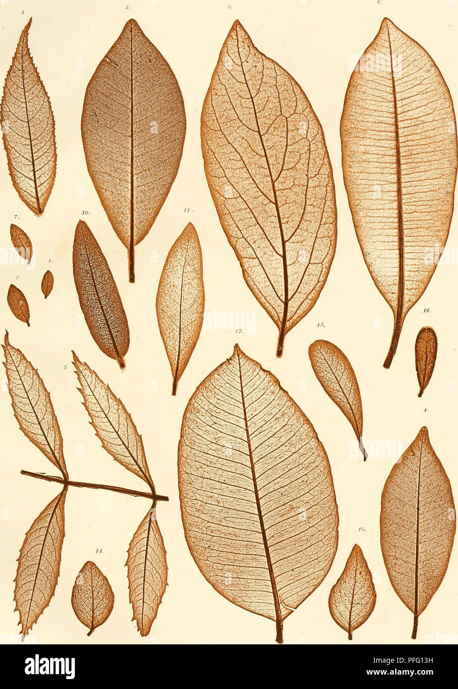 . Denkschriften der Kaiserlichen Akademie der Wissenschaften, Mathematisch-Naturwissenschaftliche Classe. C. v. Ettingshausen. Flora fossili von Sagor. Taf. XXIII.. 1. Fraxinus excelsior L. 2. F. tamariseifolia. 3, 4. Sapota Achrus L. 5. Diospyros Lotus L. 6. Oelnosia liorbomca Gmel. 7-9. Vaceiuium crassifolium Audr. 10. Leucotboe coiiifolia DC. 11. Ligustrum vulgare L. 12. Chrysophyllum argenteum Jacq. 13, Bumelia dieci;:x Willd. 14, 15. Celastnis rupestris Eckl. et Zeyh. 16. Celastrus heterophyllus Eckl. et Zeyh. Naluraelhitdruck. Denkschriften der mathem.-uaturw. GL XXXVII. Ssd. Aue dtr h. k. Foto Stock