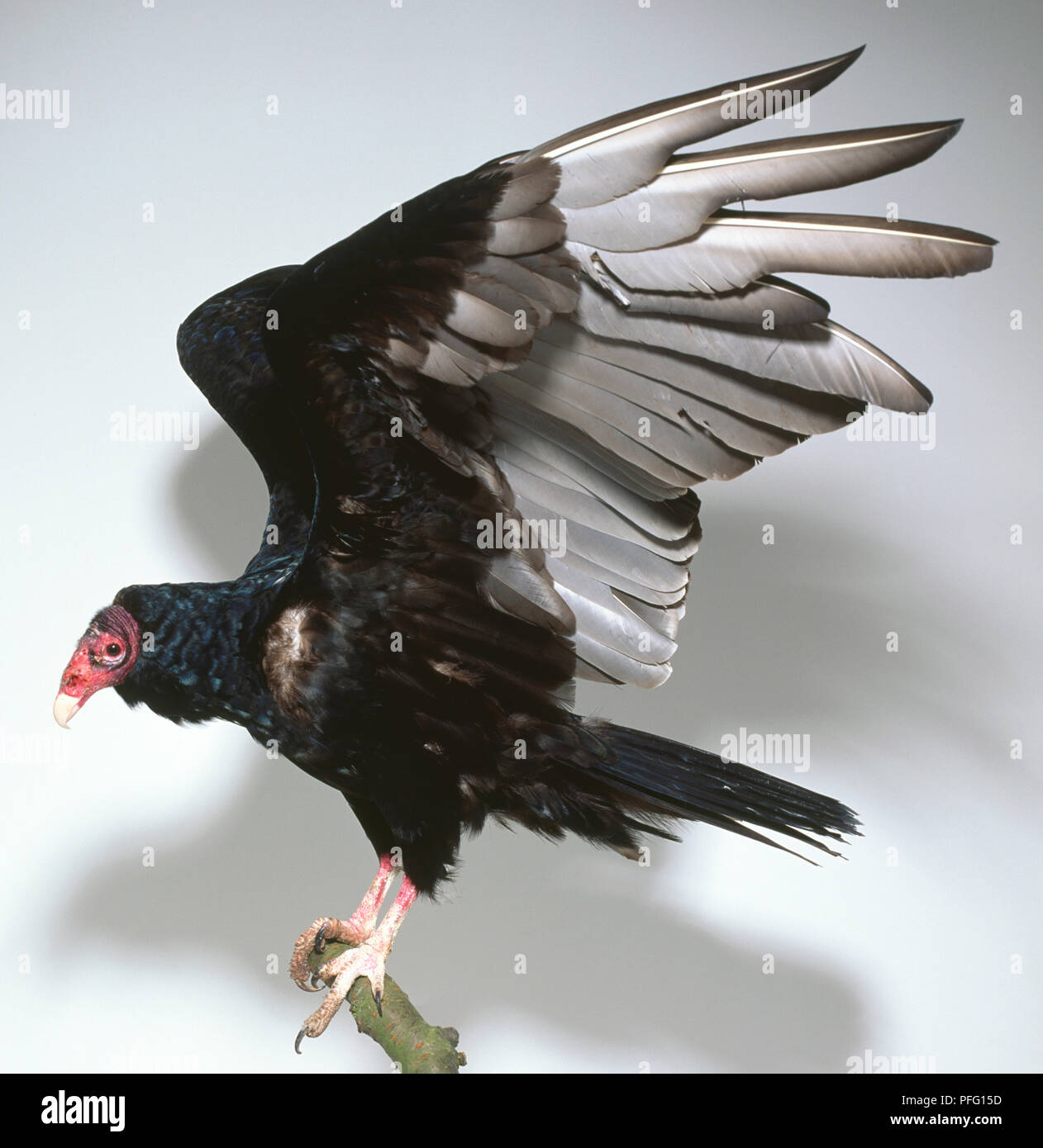 Vista laterale di un tacchino avvoltoio, Cathartes aura, appollaiate su un ramo con le ante tenuto al di sopra del suo corpo. È inoltre visibile il rosso, squamosa pelle secca della testa, visto qui nel profilo. Foto Stock