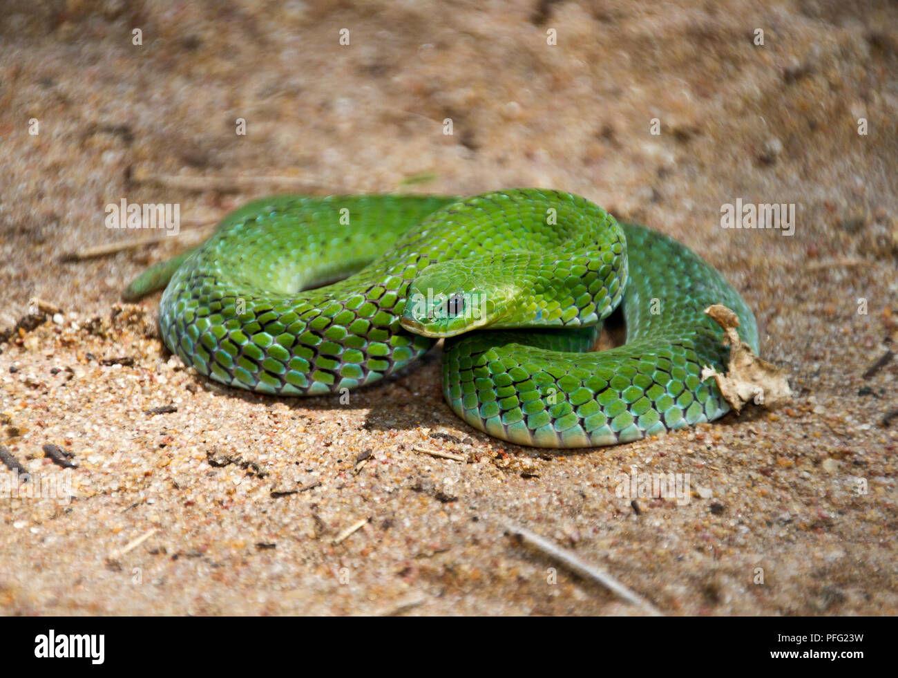 Il Velvery-verde notte sommatore è normalmente trovata vicino a fonti di acqua ed è terrestre e di solito un cacciatore diurna di anfibi. Foto Stock