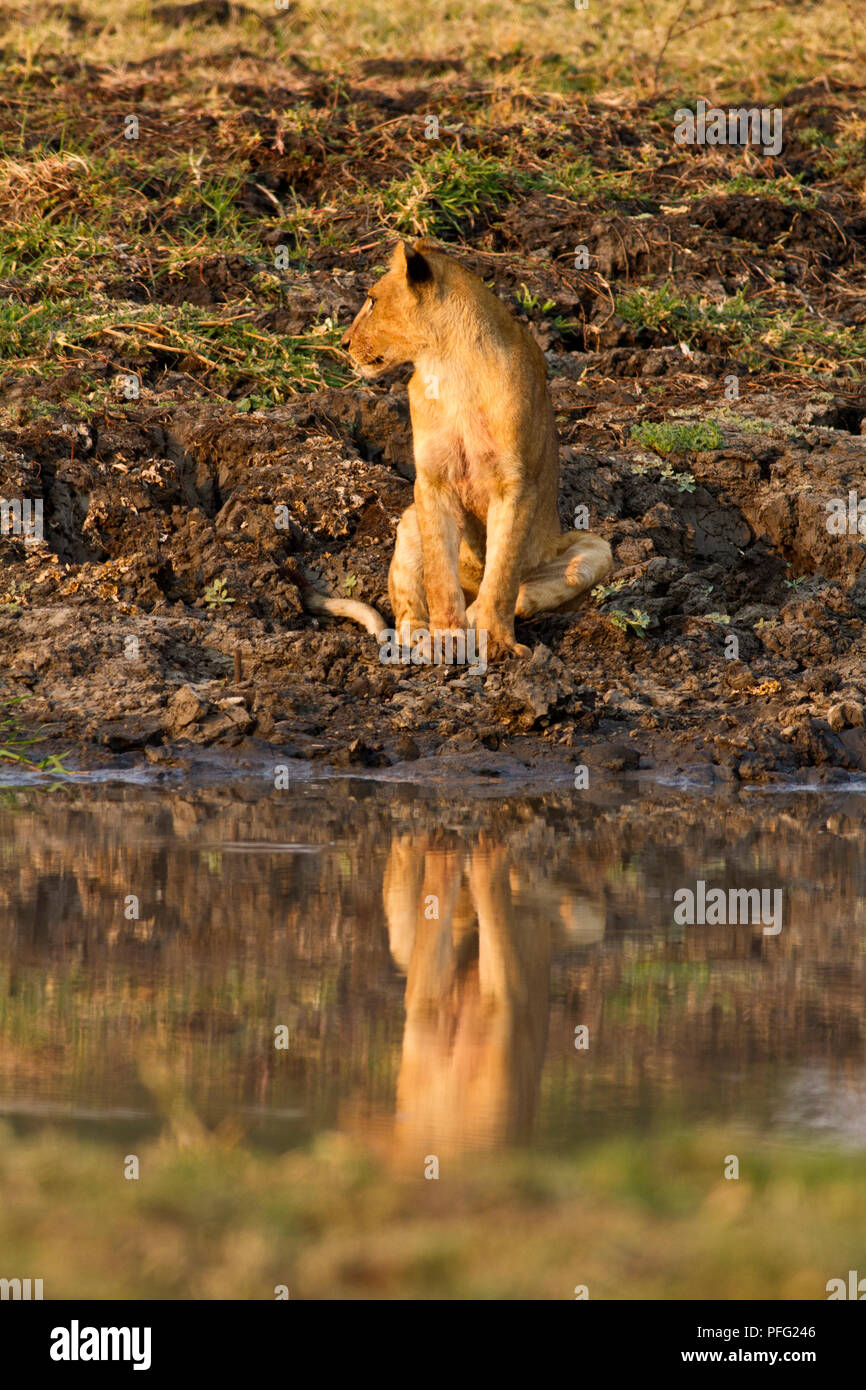 Un cub dal Katuma orgoglio si siede accanto alla riva del fiume nel bagliore del tardo pomeriggio di sole, l'ora d'oro per i fotografi. Foto Stock