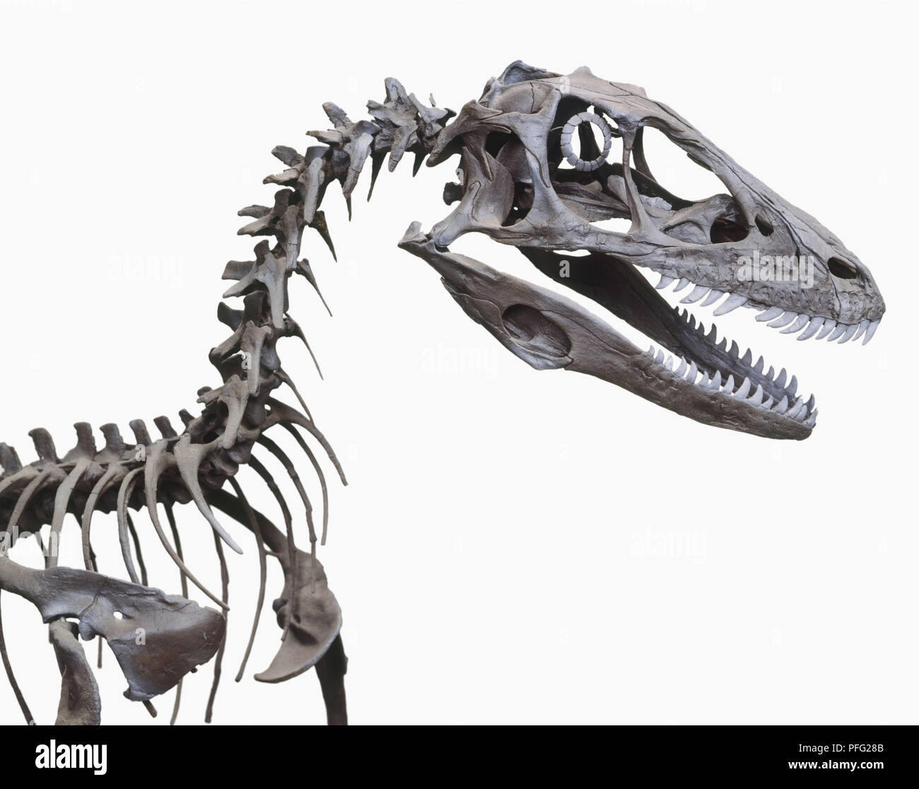 Lo scheletro di un Deinonychus Foto Stock