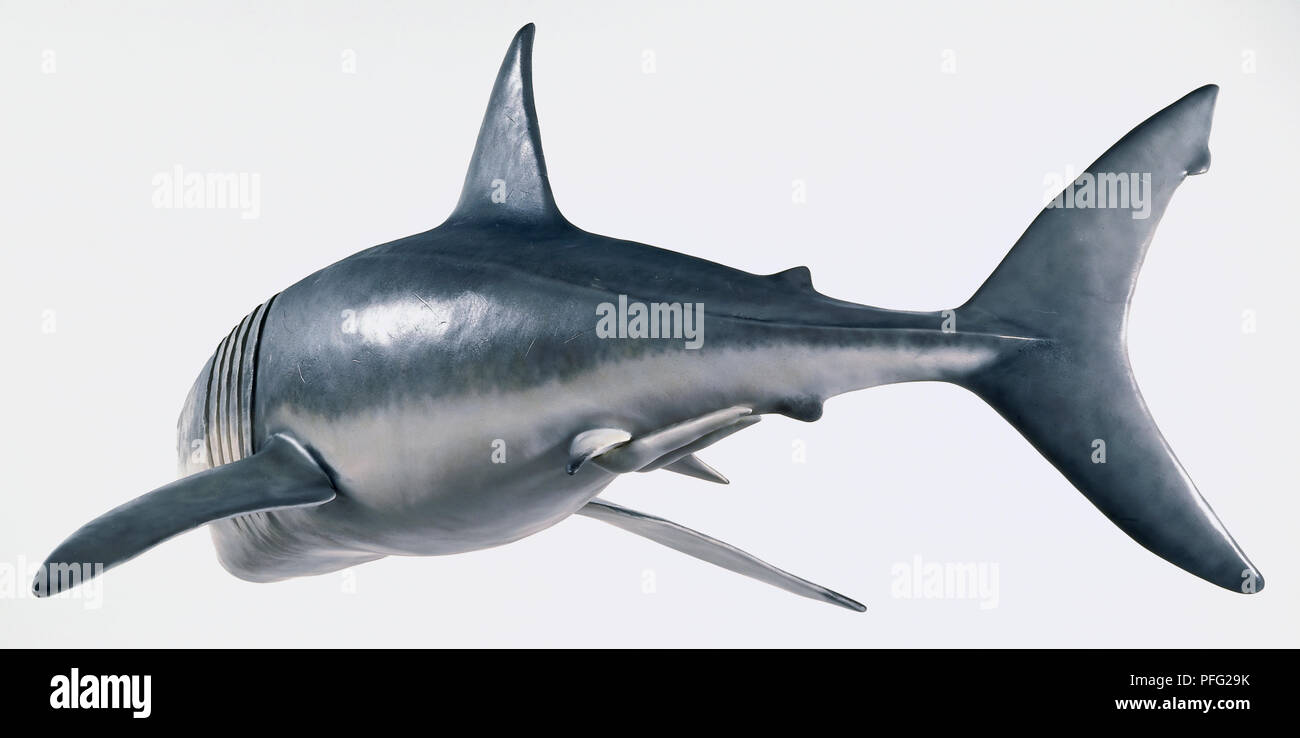 Modello di un grande squalo bianco (Carcharodon carcharias), vista anteriore e laterale. Foto Stock