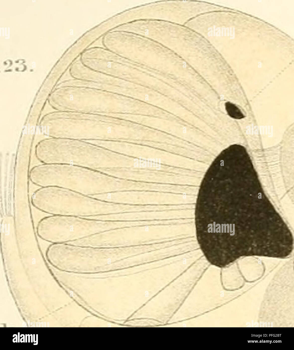Questa immagine è tratta dal "Denkschriften der Kaiserlichen Akademie der Wissenschaften", che descrive la struttura della fisiologia dei primati. Il documento, pubblicato dall'Accademia Imperiale delle Scienze, delinea le caratteristiche anatomiche dei primati, tra cui la loro struttura scheletrica e i tratti biologici. Foto Stock