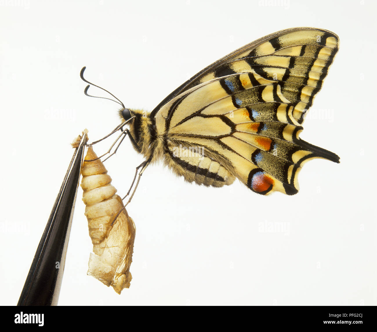 Vista laterale della butterfly holding crisalide Foto Stock