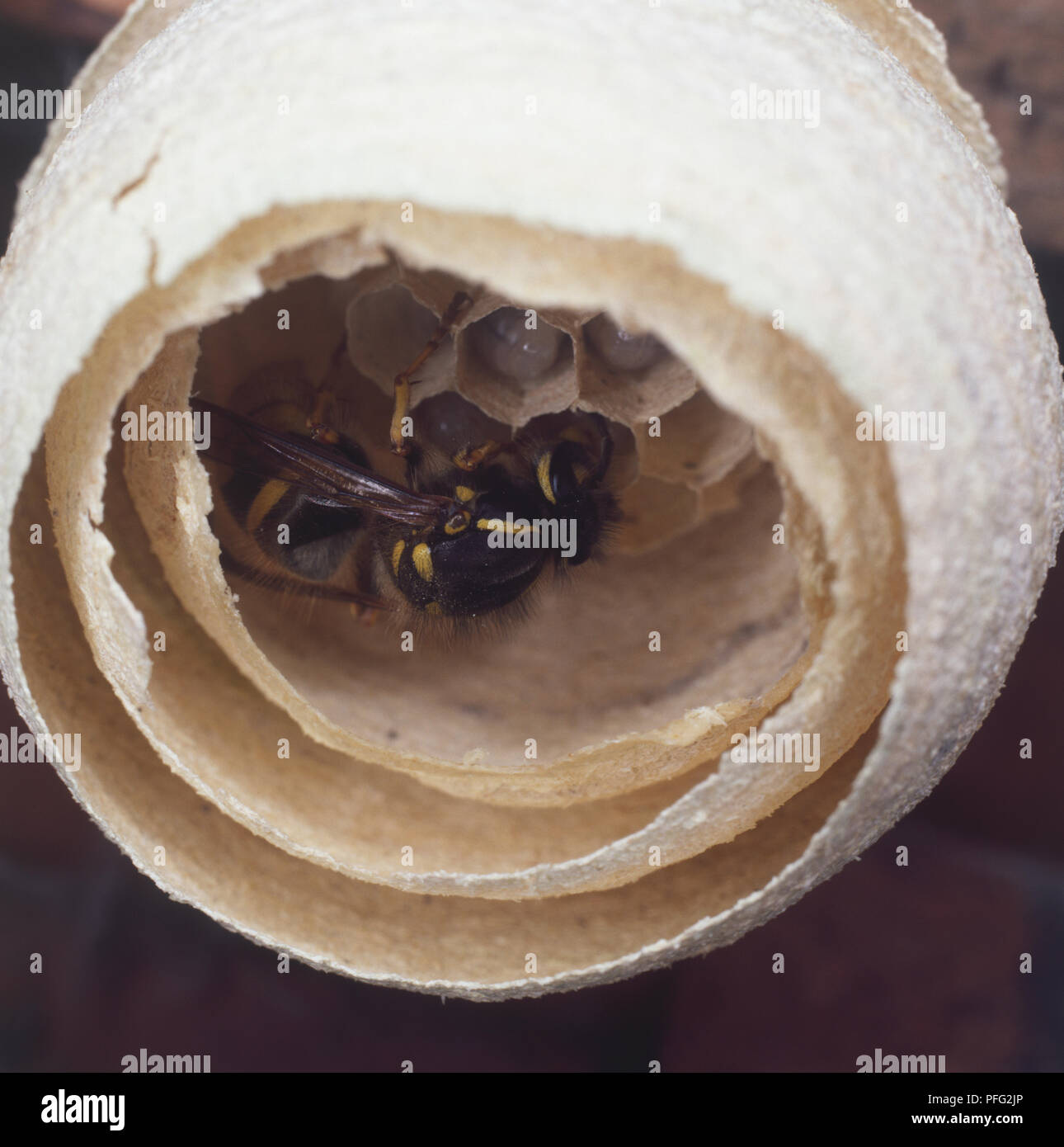 Nido di vespe, regina sporgendoti cellule della carta contenenti alcune larve Foto Stock