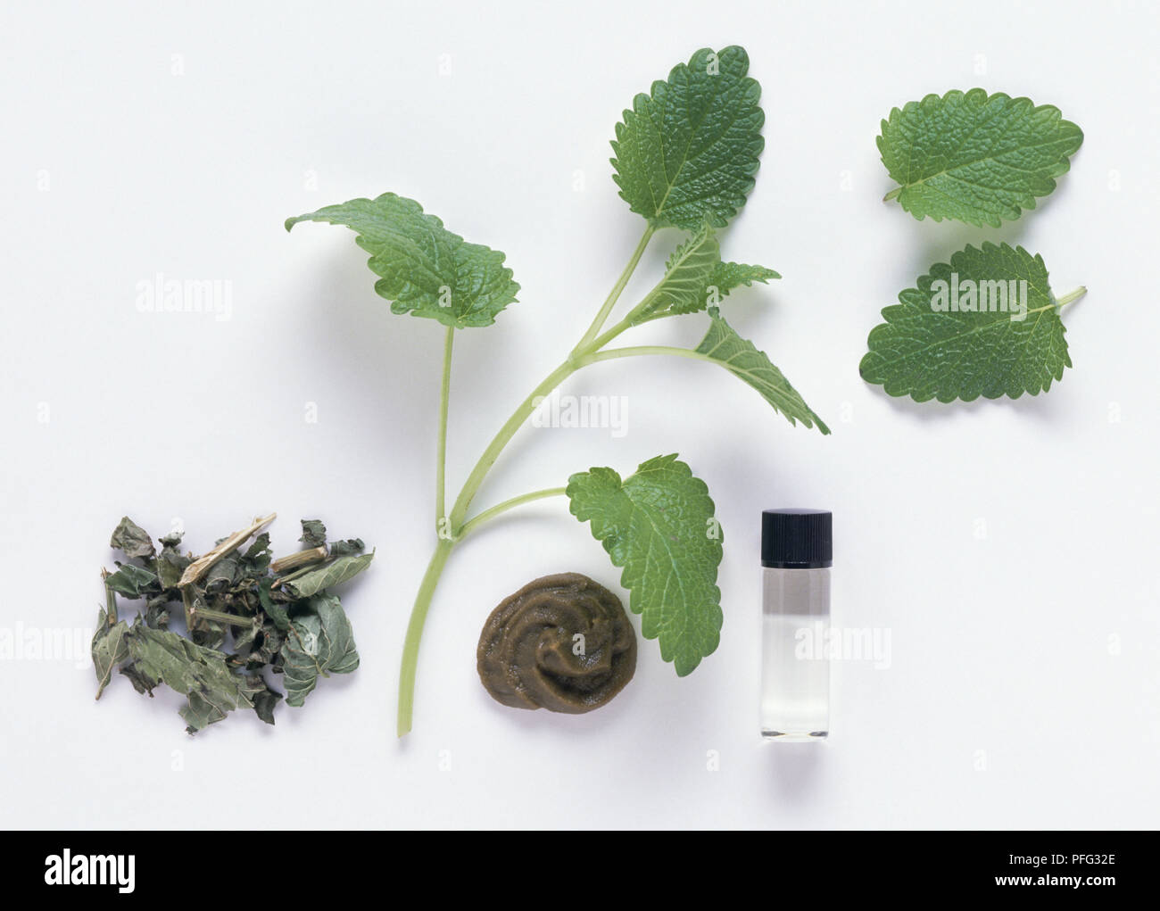Melissa officinalis (melissa), le parti di impianto utilizzato in medicina di erbe fresche compresi parti aeree, foglie fresche, foglie secche, oinment e olio essenziale, studio shot Foto Stock