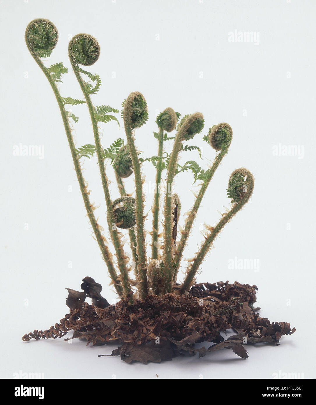 Ricci felci maschio (Dryopteris affinis) Foto Stock