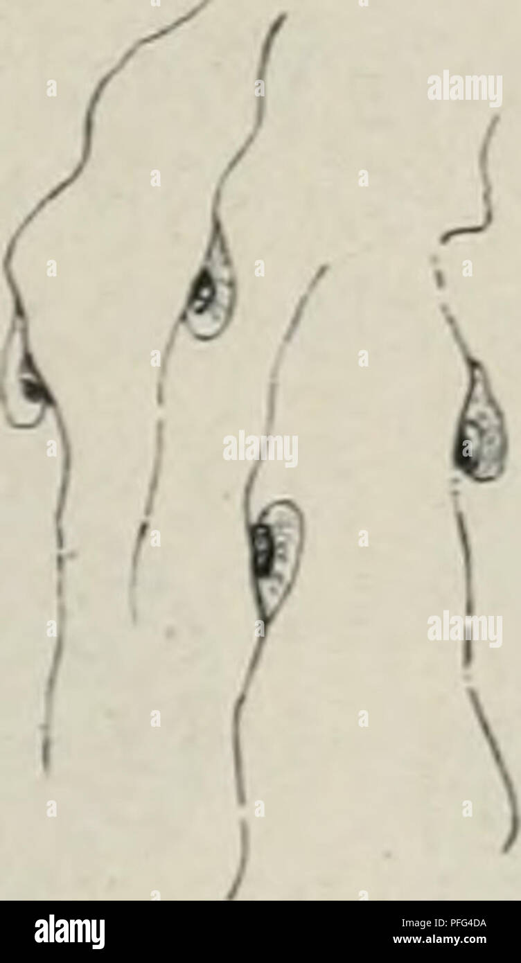 Questo lavoro di Oscar Hertwig critica la teoria dell'evoluzione di Darwin per selezione naturale, proponendo una visione alternativa basata sulle leggi che governano lo sviluppo degli organismi. La ricerca di Hertwig si concentra sul processo di fecondazione e il successivo sviluppo di uova in varie specie, sfidando i concetti darwiniani con un focus sui principi deterministici delle scienze della vita. Foto Stock