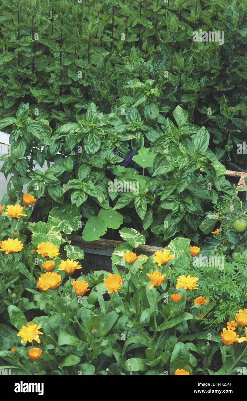 Il basilico e giallo, fioritura calendula Foto Stock