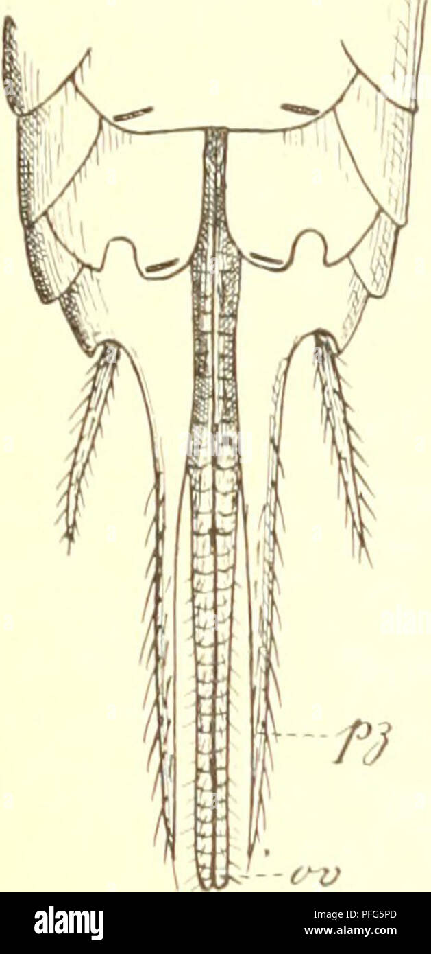 . Sistema Das der lepismatiden. Lepismatidae; Thysanura. 111 Medianfortsatz von Ycntr. IX kurz, ebenso letzteres selbst. Ventr. VIII gut ausgebildet, ge- teilt. Ventr. VII in der Mitte mit einer deutlichen Falte am Hinterrand. CT : Ventr. VIII ungeteilt, Ventr. VII ohne Falte. Länge: 21 mm. Breite: 5 mm. Geogr. Verbreitung : Diese Riesen-Lepisma lag mir in 3 Fxemplarcn vor, alle aus Westindien stammend: 1 9 wurde von C. Eggert in san Tommaso, ein anderes 9 von Dr. Versluys auf der Insel Margarita, und das einzige cf von W. Nepperschmidt in Kap Haiti gesammelt. - (2 Ex. im Hamburger und 1 im Amst Foto Stock