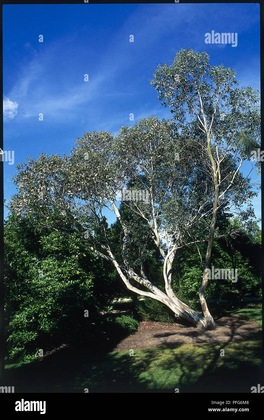 Eucalyptus pauciflora niphophila ssp (sci alpino snow gum), albero in posizione di parcheggio Foto Stock