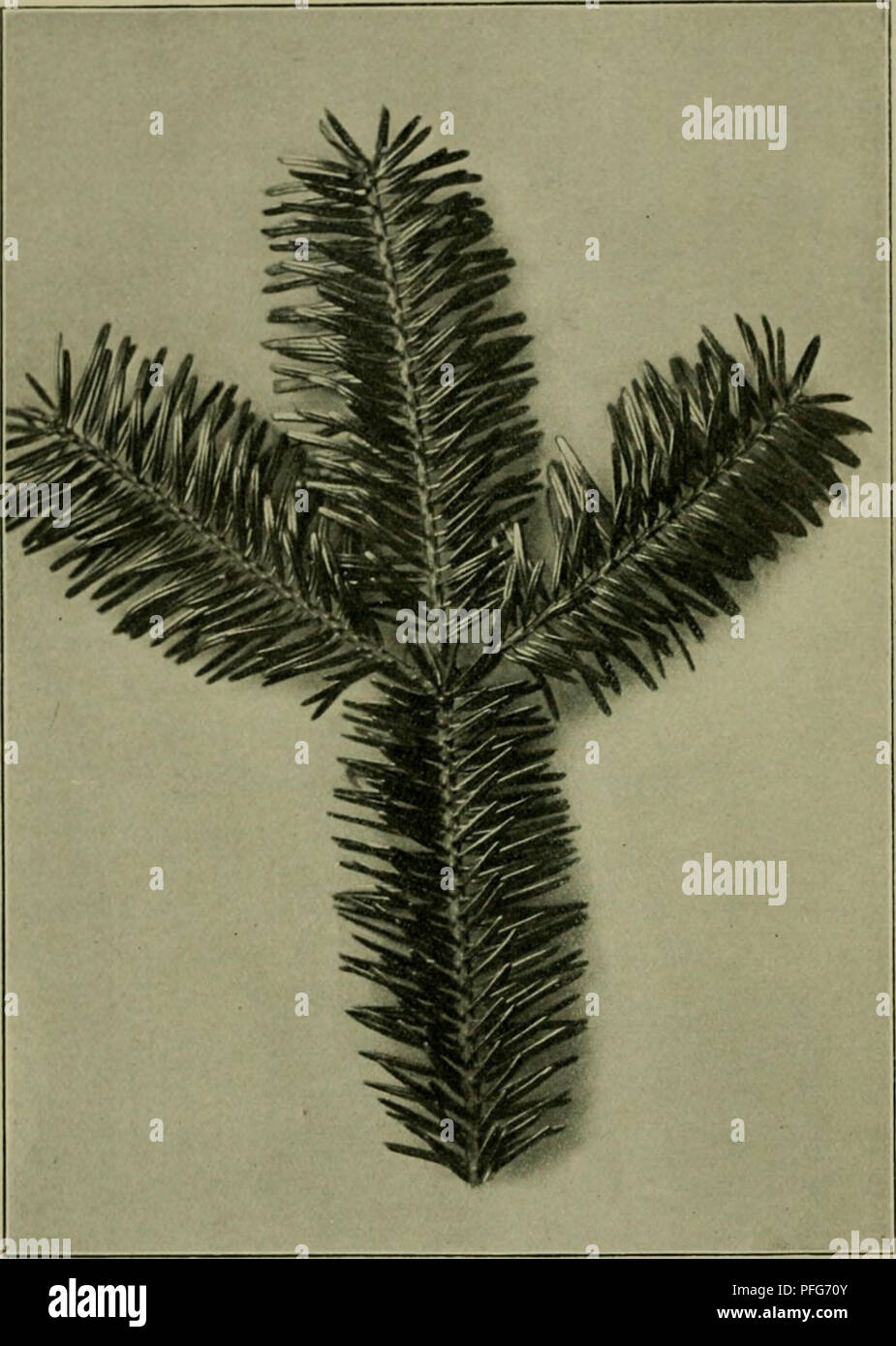 Questo lavoro discute della vita vegetale, con particolare attenzione alle specie vegetali in Siberia e in Europa. Descrive le caratteristiche di varie conifere, tra cui Larix sibirica e Larix leptolepis, confrontandone le caratteristiche e i modelli di crescita. Foto Stock