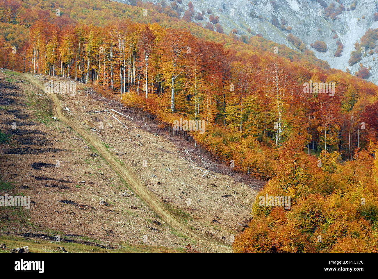 Grandi illegale area clearing in Romania Foto Stock