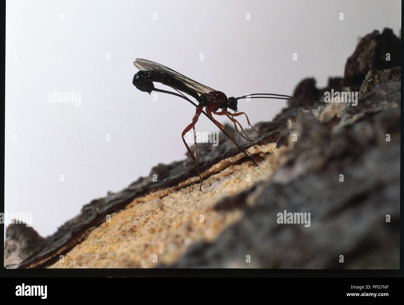 Thin wasp con lo stinger chiaramente visibile. Foto Stock