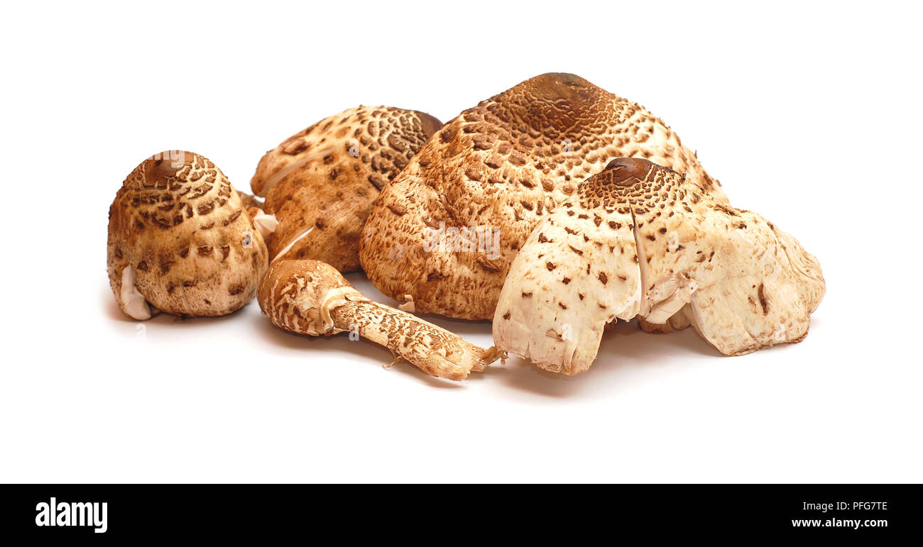 Lepiota procera, parasol funghi commestibili, Foto Stock