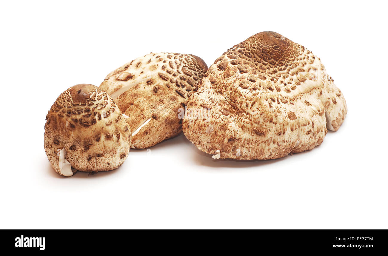 Macrolepiota procera, parasol fungo isolato su bianco Foto Stock