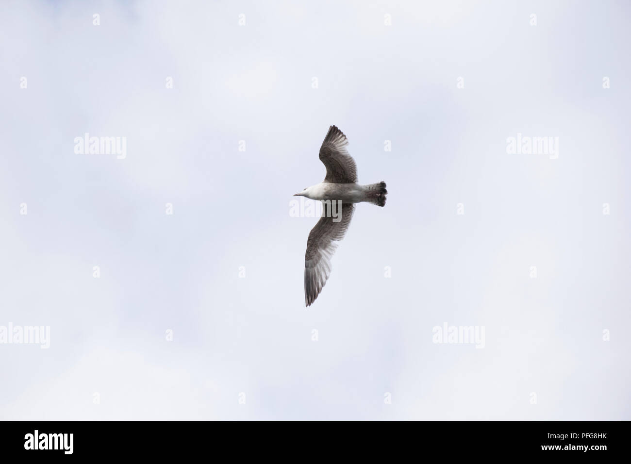 Un primo piano colpo di un gabbiano in volo Foto Stock