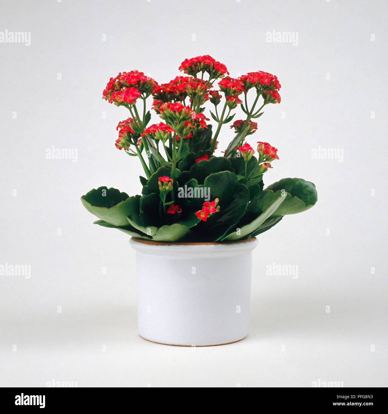 Kalanchoe Blossfeldiana 'Debbie' (Flaming Katy) in ceramica bianca coprivaso Foto Stock