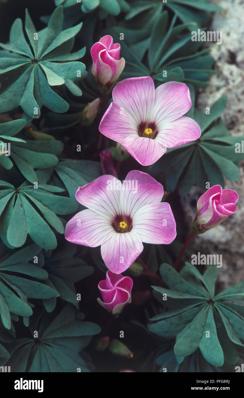 Oxalis adenophylla (Shamrock, Sorrel), lilla fiori di colore rosa con centro scuro e profonde vene, apertura gemme e foglie di colore verde tenue Foto Stock