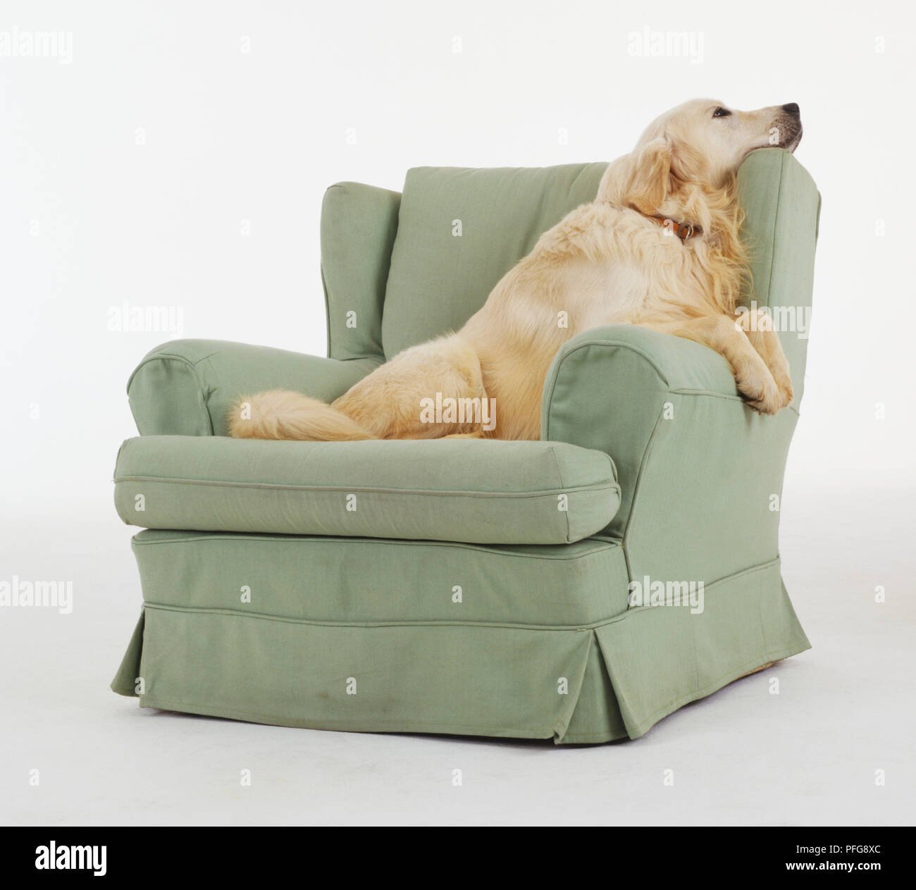 Adulto Golden Retriever (canis familiaris) seduta su una poltrona con il mento appoggiato sull'angolo superiore, vista laterale Foto Stock