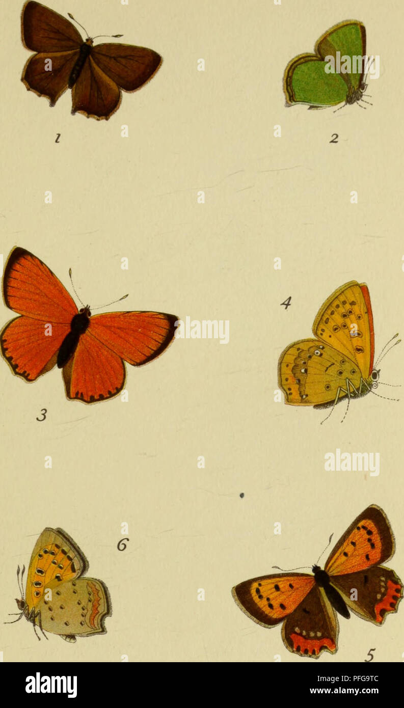. Das kleine Schmetterlingsbuch :. I lepidotteri; Lepidotteri. Brombeer-Zipfelfalter (1,2) Dukatenfalter (3,4) Kleiner Feuervogel (5,6). Si prega di notare che queste immagini vengono estratte dalla pagina sottoposta a scansione di immagini che possono essere state migliorate digitalmente per la leggibilità - Colorazione e aspetto di queste illustrazioni potrebbero non perfettamente assomigliano al lavoro originale. Hu?bner, Giacobbe, 1761-1826; Schnack, Friedrich, 1888-1977; la Duke University. Libreria. Jantz collezione. Leipzig : Insel-Verlag Foto Stock
