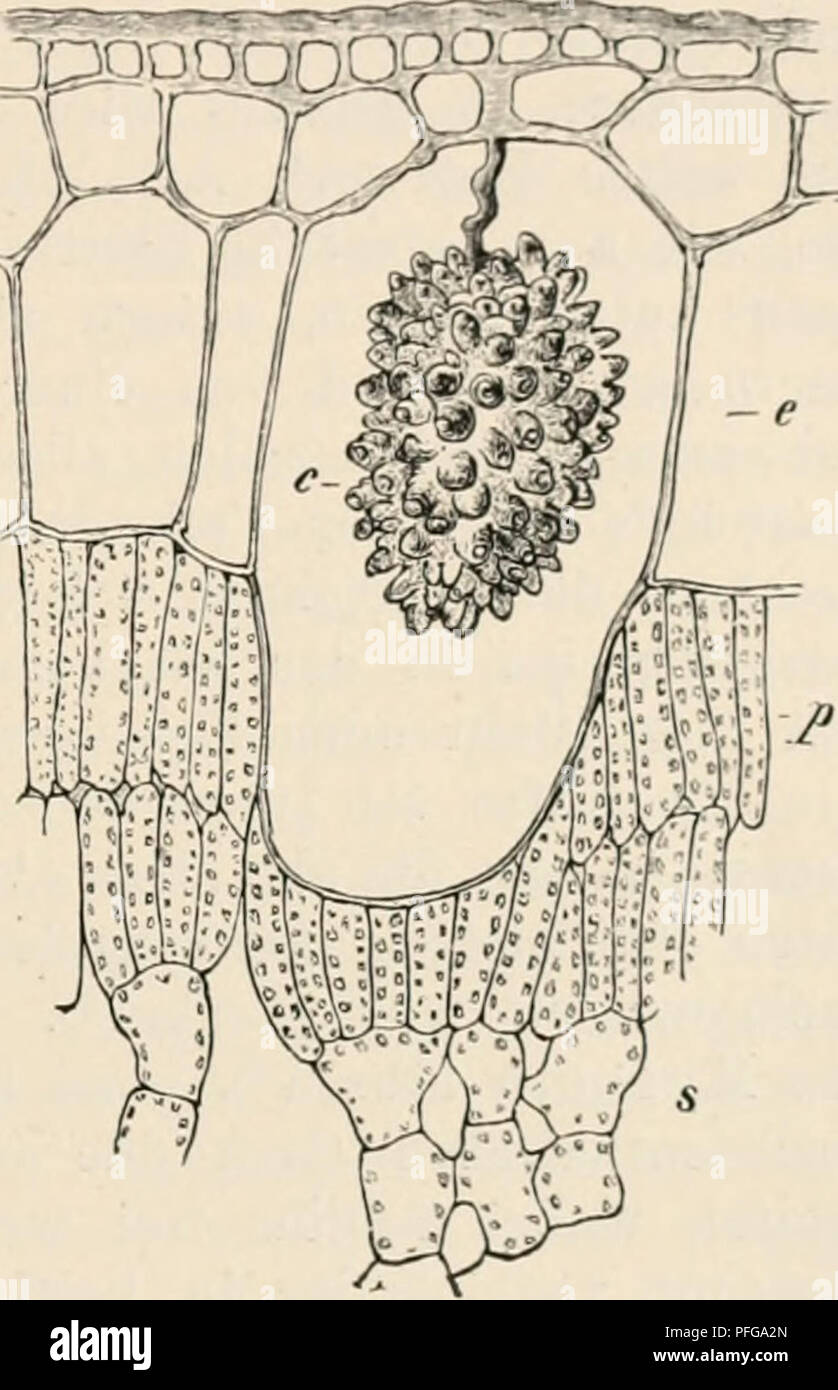 . Das botanische praktikum, Anleitung zum selbststudium der mikroskopischen botanik für anfänger und geübtere, zugleich ein Handbuch der mikroskopischen technik. La fisiologia vegetale; botanica; microscopia. XV. Zy.stolitlR'n vcm Ficus. 331 ?ÖC' farblosem Zellsaft verseben. Sie stellen das kräftig entwickelte Wasser- serbatoio dieser Blätter vor. Einzelne Zellen der dritten Schicht sind essere- deutend angeschwollen und ragen nach innen in das grüne Gewebe hinein, während nach außen die Zellen der zweiten Schicht über ihnen erscheinen abgeflacht. Diese großen Zellen sind es, die in der Oberflächenansicht Foto Stock