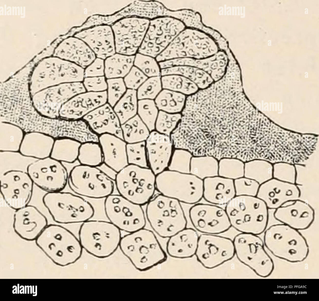 . Das botanische praktikum, Anleitung zum selbststudium der mikroskopischen botanik für anfänger und geübtere, zugleich ein Handbuch der mikroskopischen technik. La fisiologia vegetale; botanica; microscopia. 222 VII- Diüsenzotten der Eoßkastanie. Wachsüberzug von Echeveria, eucalipto, Seeale. ströme im Protoplasma der Zellen nachzuweisen. Aggregazione di matrice wird in Ammoniumkarbonat in wenigen Stunden vollzogen. Normalen, doch lang- sameren Verlauf erhält man durch Einlegen abgeschnittener Drüsenzotten in einen hängenden Wassertropfen. In diesem Fall ist die aggregazione nach etwa 24 Std. vollzogen, wohl Foto Stock