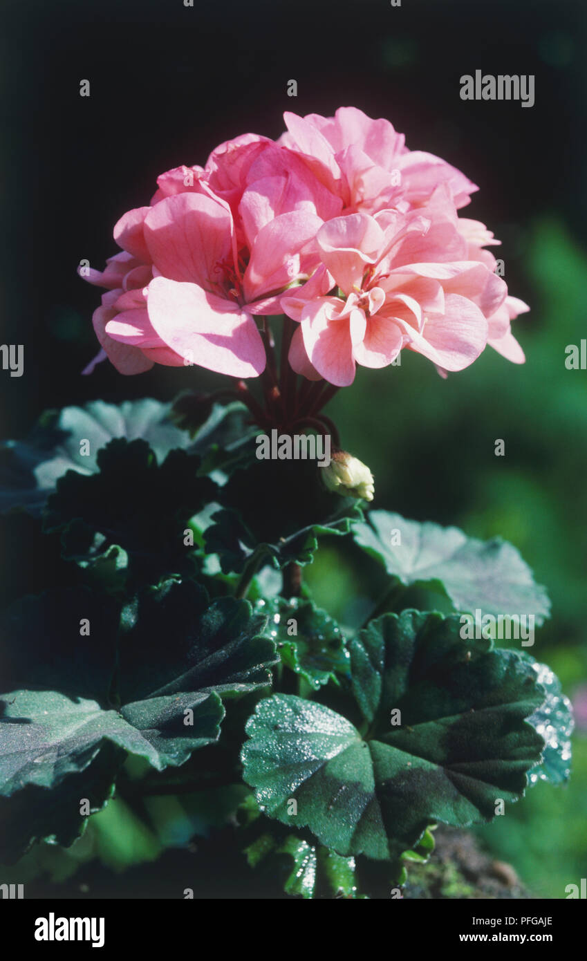 Pelargonium 'Timothy Clifford', i cluster di doppio, salmone fiori e foglie di colore verde scuro Foto Stock