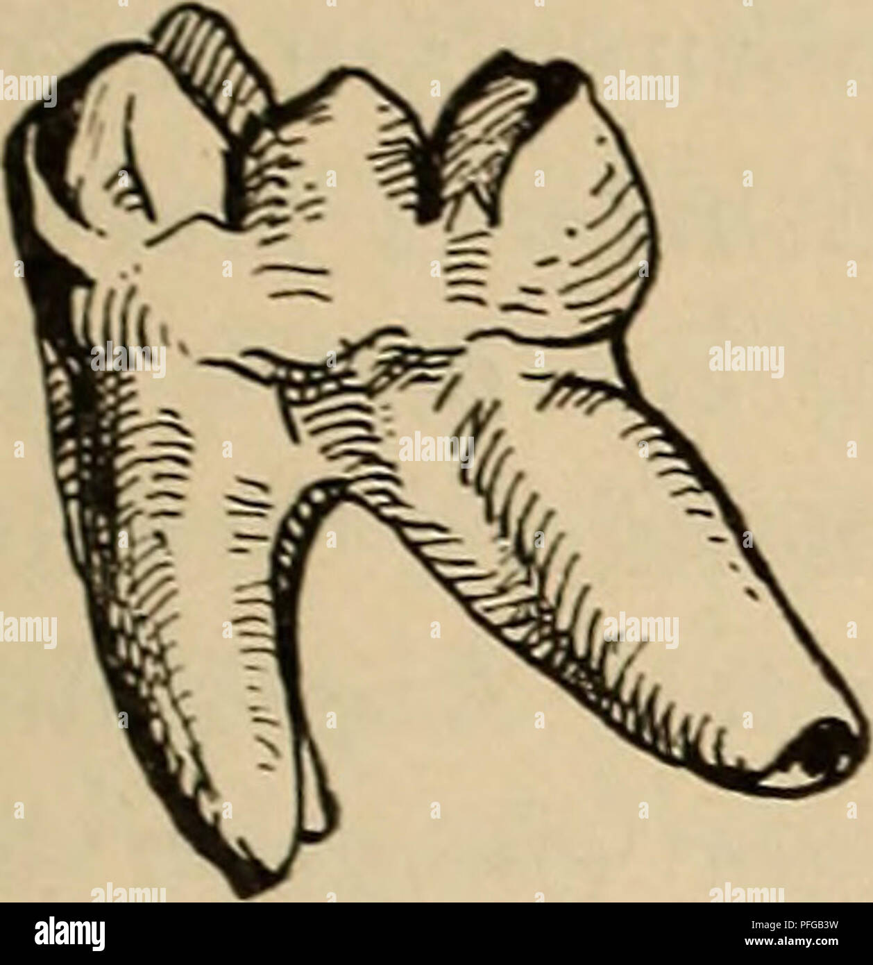 . Das Gebiss des Menschen und der Anthropomorphen; vergleichend-anatomische Unter-suchungen. Zugleich ein Beitrag zur mensch-lichen Stammesgeschichte. Denti; gli esseri umani; primati. Die Beziehungen der rezenten a. fossilen Anthropomorphen untereinander. 99 Entwicklung des sonstigen Kauflächenreliefs: niedrige Höcker und geringe Furchen- und Leistenbildung, Weder dieser Umstand noch die geringe Größe würde jedoch einen Hinderungsgrund abgeben, Gorilla von Anthropodus abzuleiten, denn beides sind Eigenschaften, deren Umbildung durch Spezialisierung durchaus möglich ist. Ja, auch der Mensch könnt Foto Stock