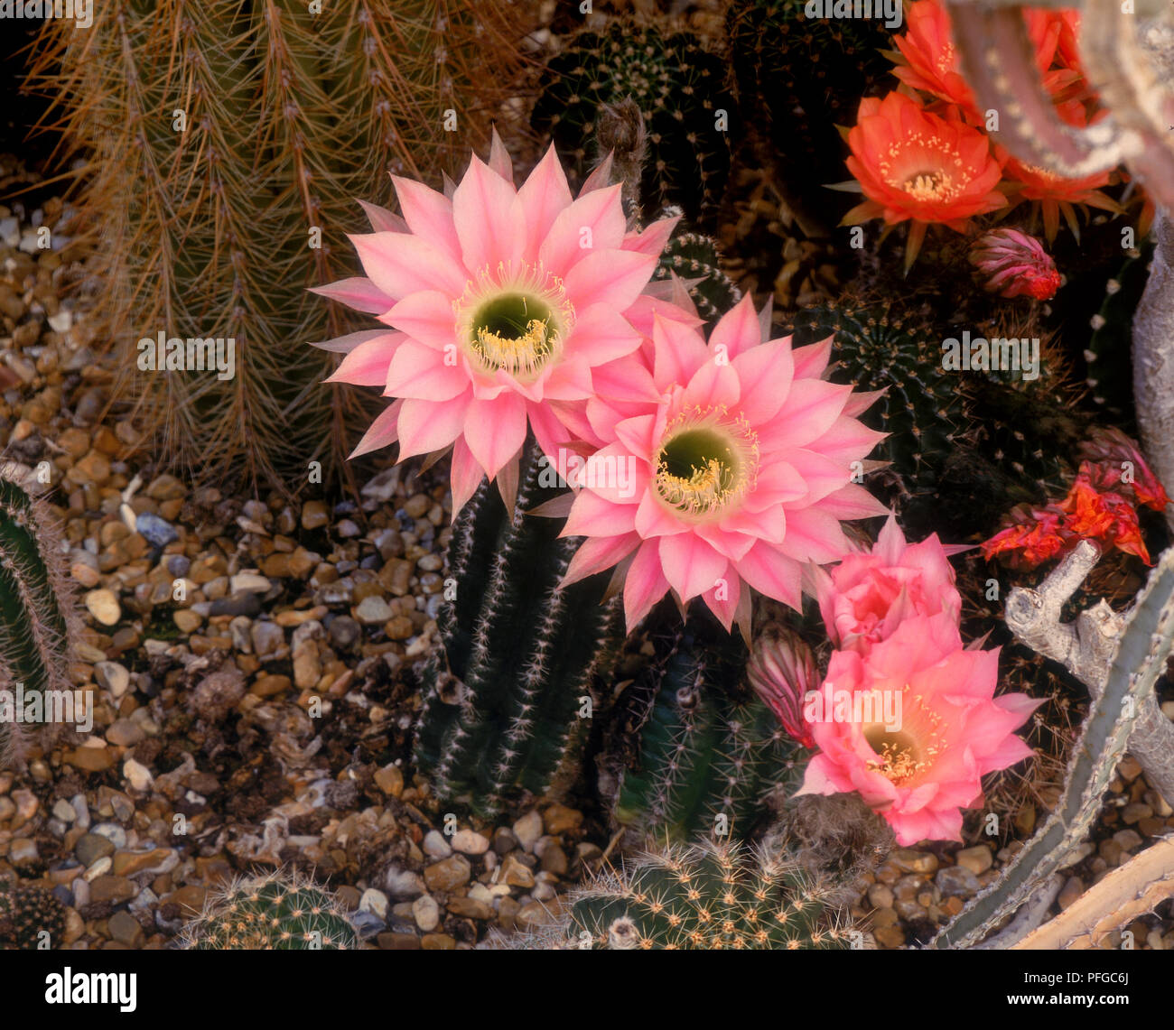 Fiori di colore rosa del cactus Echinopsis Foto Stock