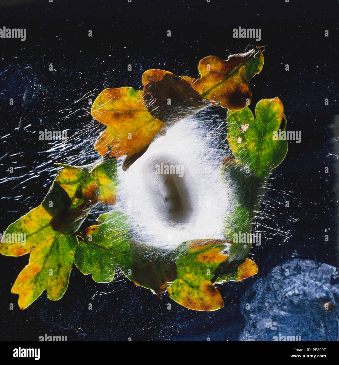 Caterpillar di Silkmoth (Bombice mori) nel bozzolo tessuto tra le foglie. Foto Stock