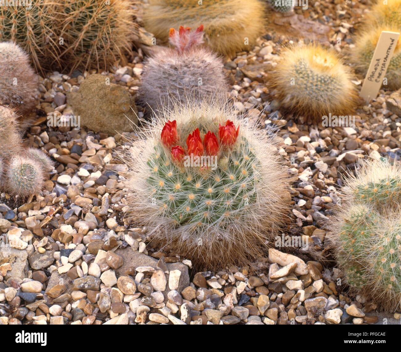 Parodia penicillata var. nivosa: piccolo appiattito cactus globulare con red esili gemme sulla sua corona Foto Stock