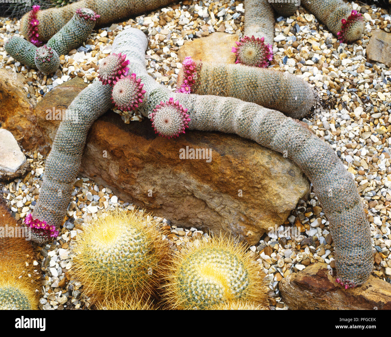 Tumulo di serpeggiando lungo steli di Mammilaria matudae (serpente gigante o registro ridotta cactus), con fiori di colore rosa intorno a corone Foto Stock